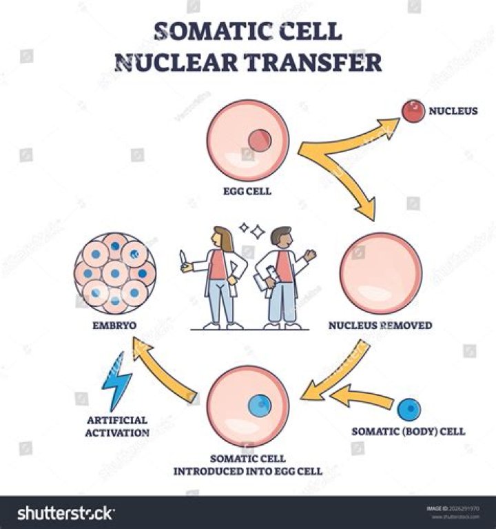 How is somatic cell nuclear transfer done