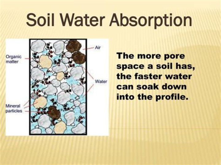 How is water absorbed from the soil