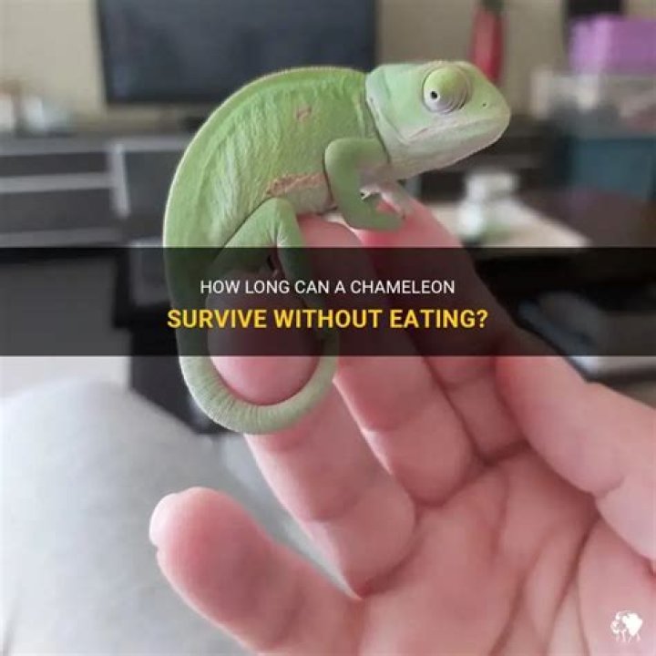 How Long Can A Chameleon Go Without Eating