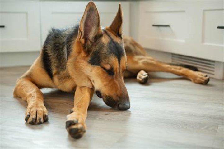 How long can a dog live with wobblers