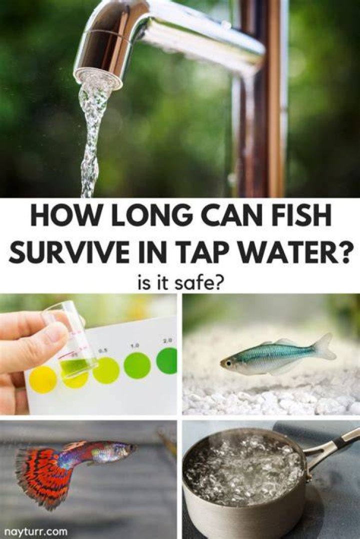 How Long Can Fish Survive In Tap Water