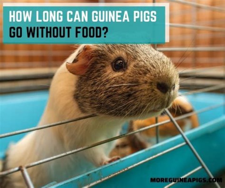 How Long Can Guinea Pigs Go Without Food