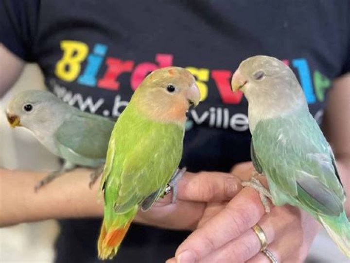 How long can lovebirds breed