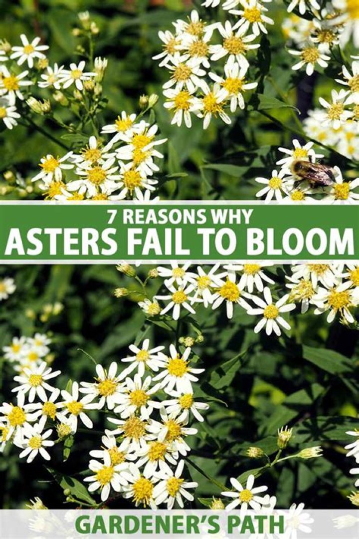 How long do asters bloom for