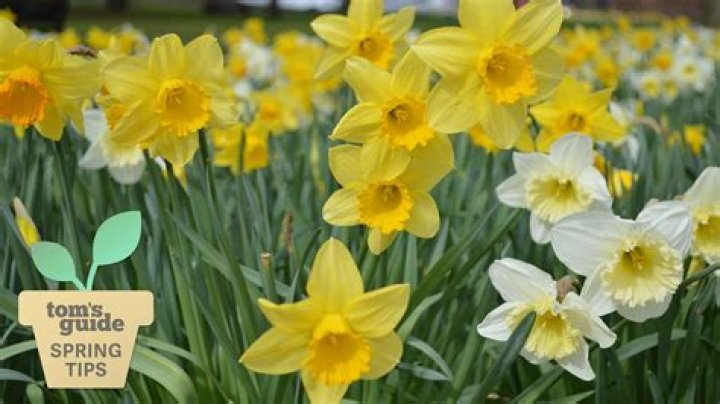 How long do Daffodils live after being cut