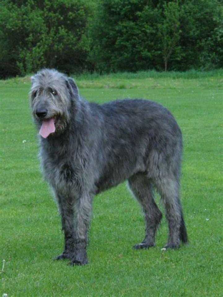 How Long Do Irish Wolfhound Dogs Live