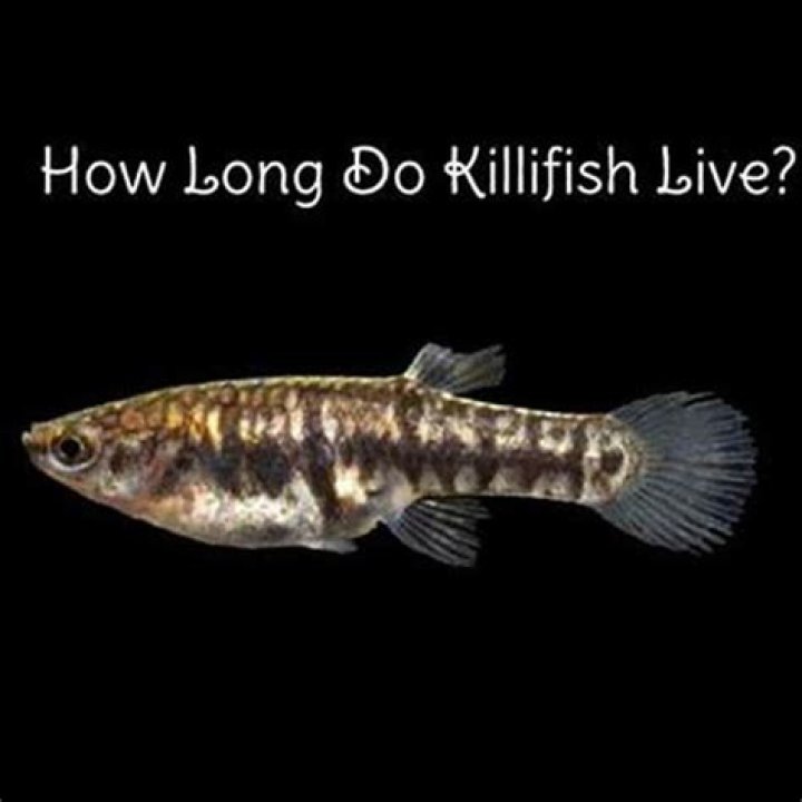 How long do killifish live for