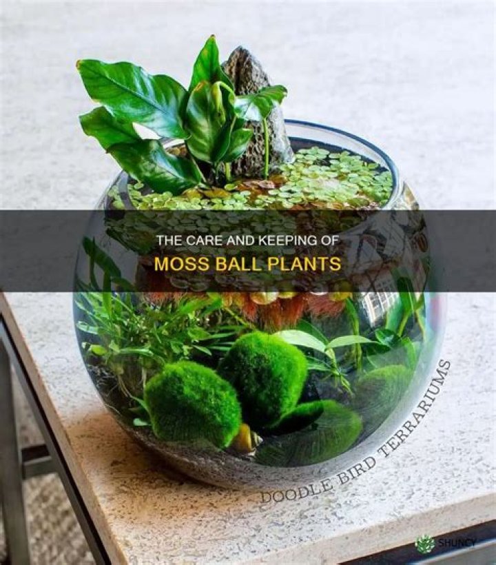 How long do moss balls live