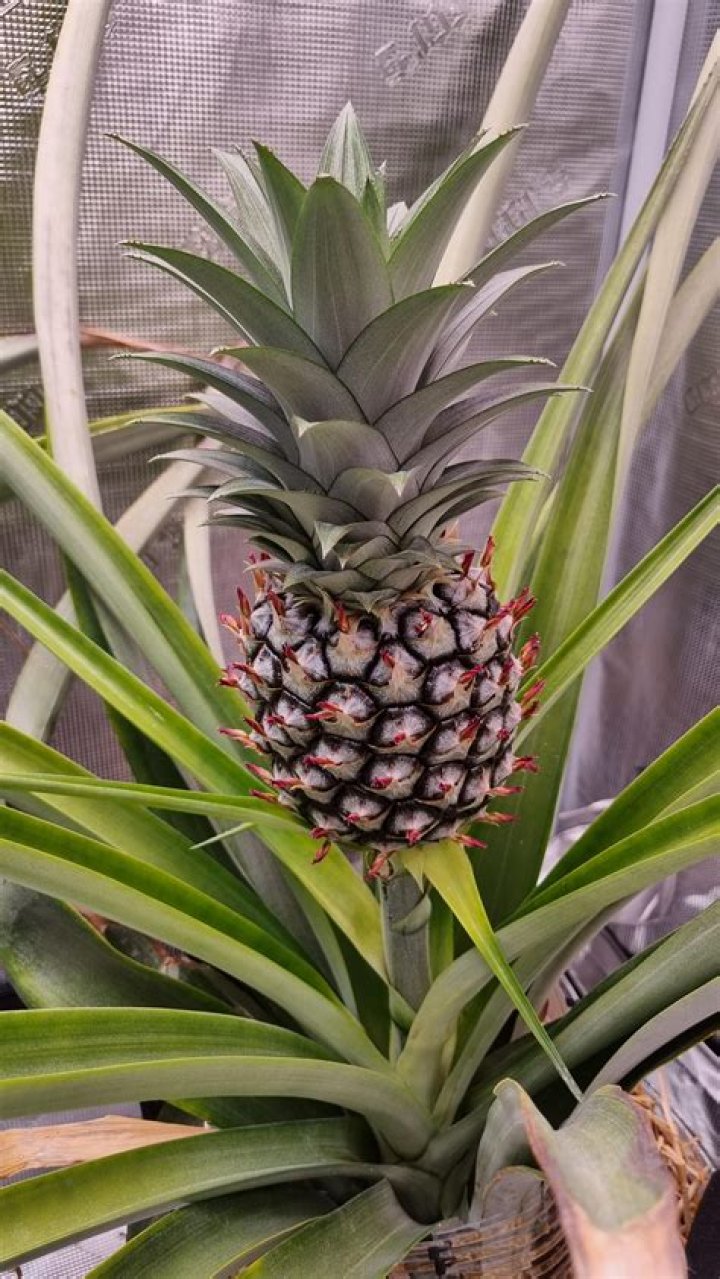 How long do pineapples grow in Florida