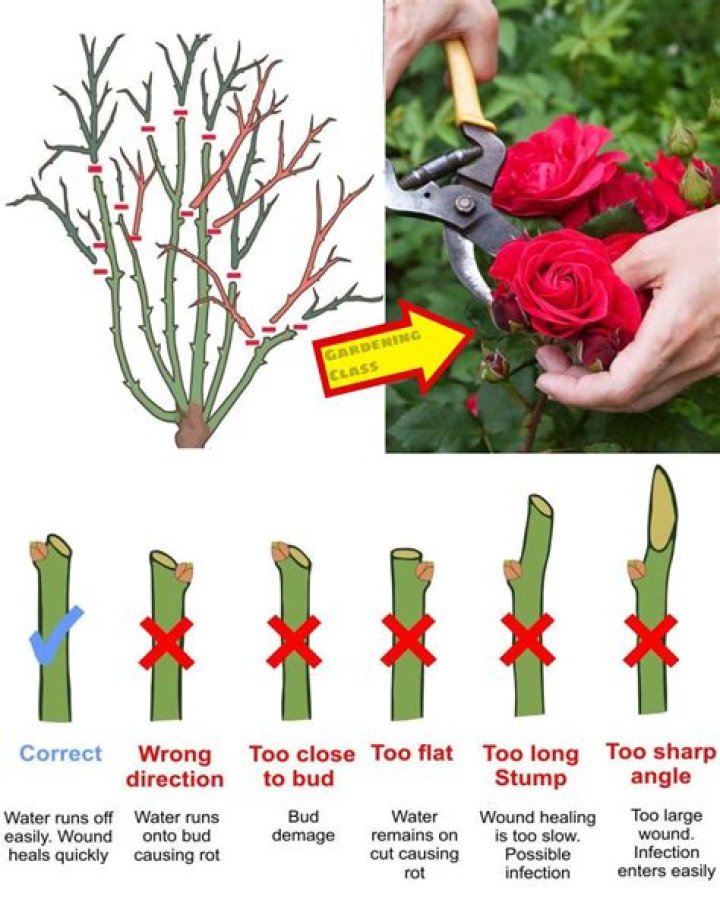 How long do rose bushes bloom
