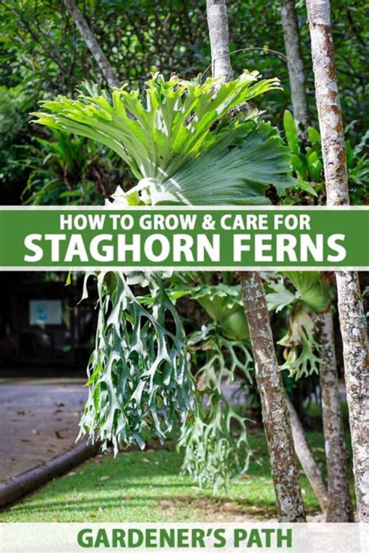 How long does a staghorn sumac live