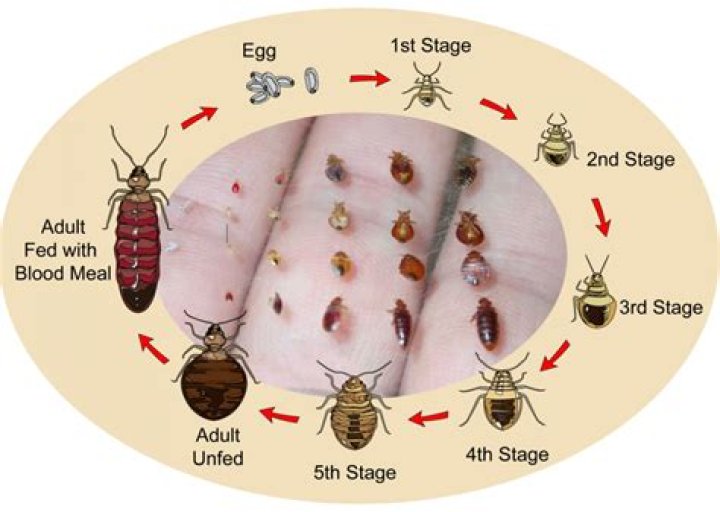 How long does it take for bed bugs to hatch