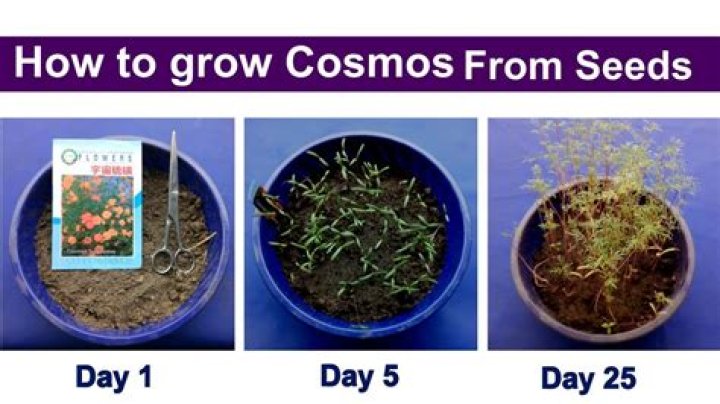 How long does it take for Cosmos seeds to germinate