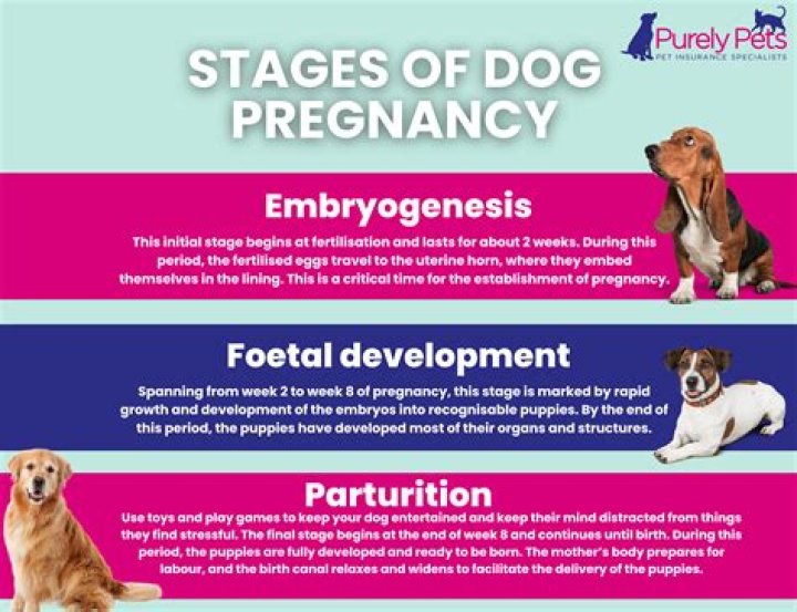 How Long Is A Dog Pregnant Jack Russell