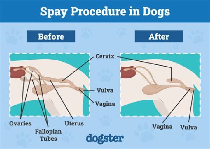 How Long Should A Dog Not Run After Being Spayed