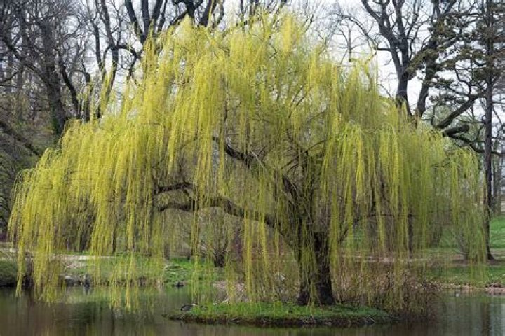 How long will a weeping willow tree live
