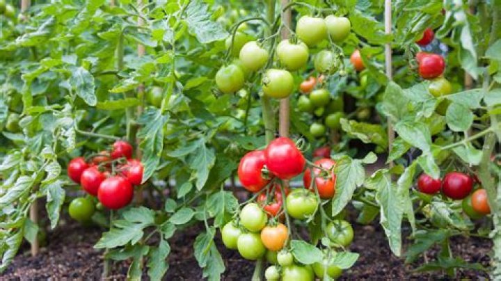 How long will determinate tomatoes produce