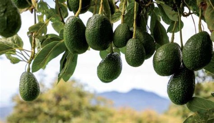 How many avocados are grown in Australia