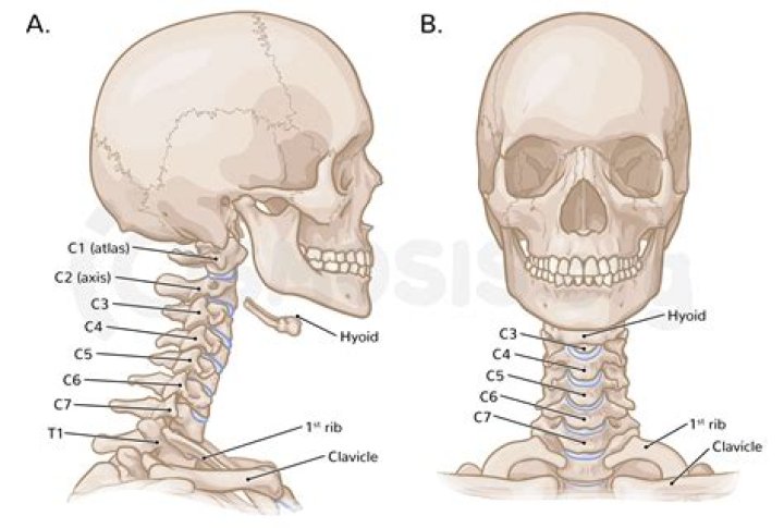 How many bones are in the head and neck
