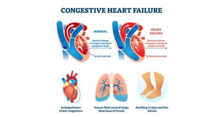 How many breaths per minute should a dog with congestive heart failure have