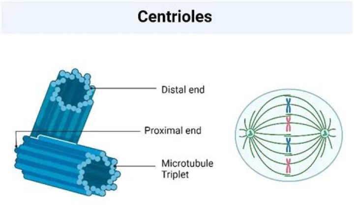 How many centrioles are in a cell
