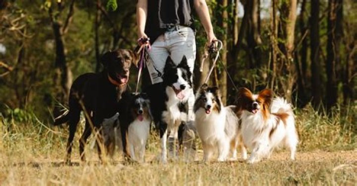 How Many Dogs Can You Own In Texas