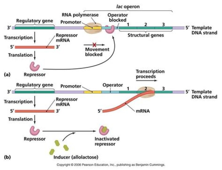 How many genes are in the lac operon found in E coli