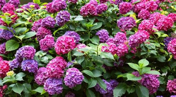 How many hydrangeas are there