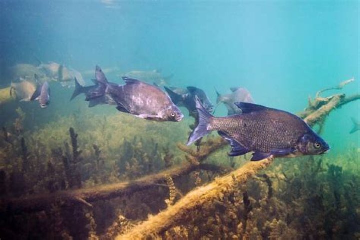 How many minnows does it take to stock a pond