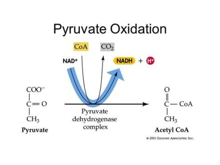 How many NADH does pyruvate oxidation produce