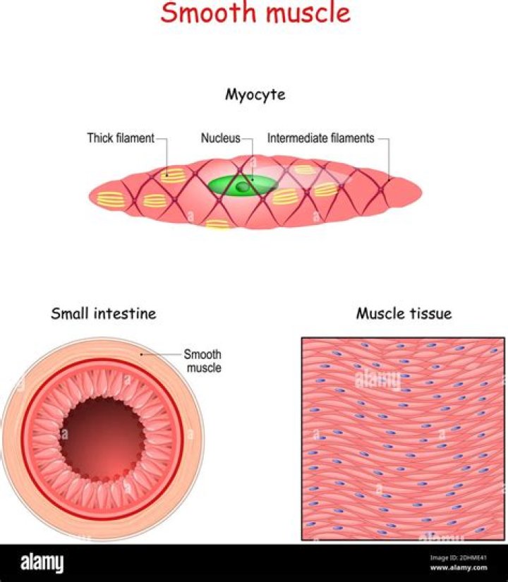 How many nuclei does smooth muscle have