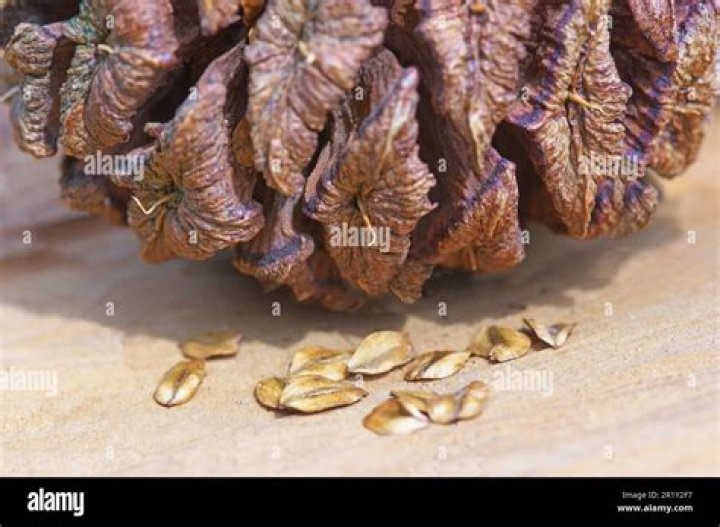 How many seeds are in a sequoia cone