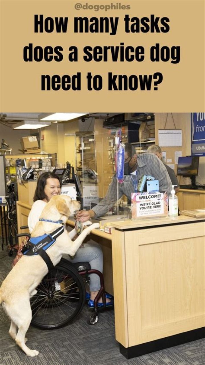 How many tasks does a service dog need