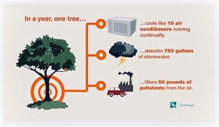 How much can trees reduce road noise