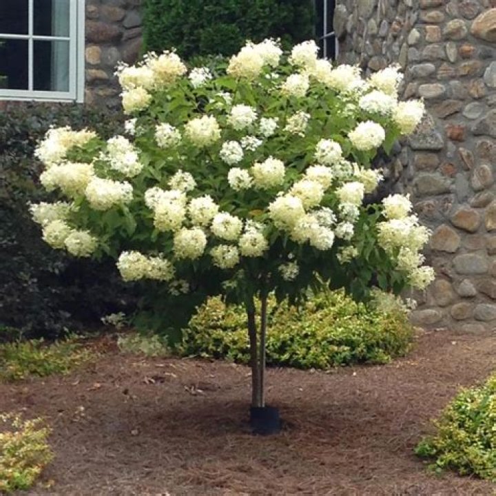 How much do hydrangeas cost per stem