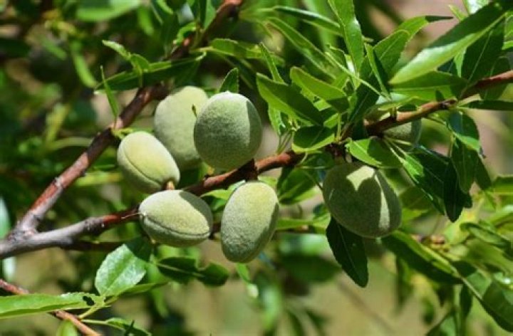 How much does a almond tree cost