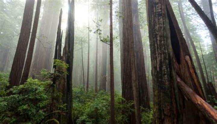 How much does it cost to go to Redwood National Park