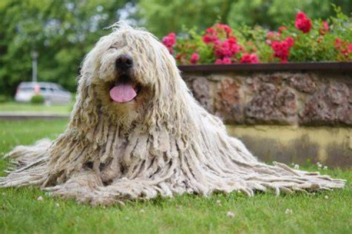 How Much Is A Komondor Dog