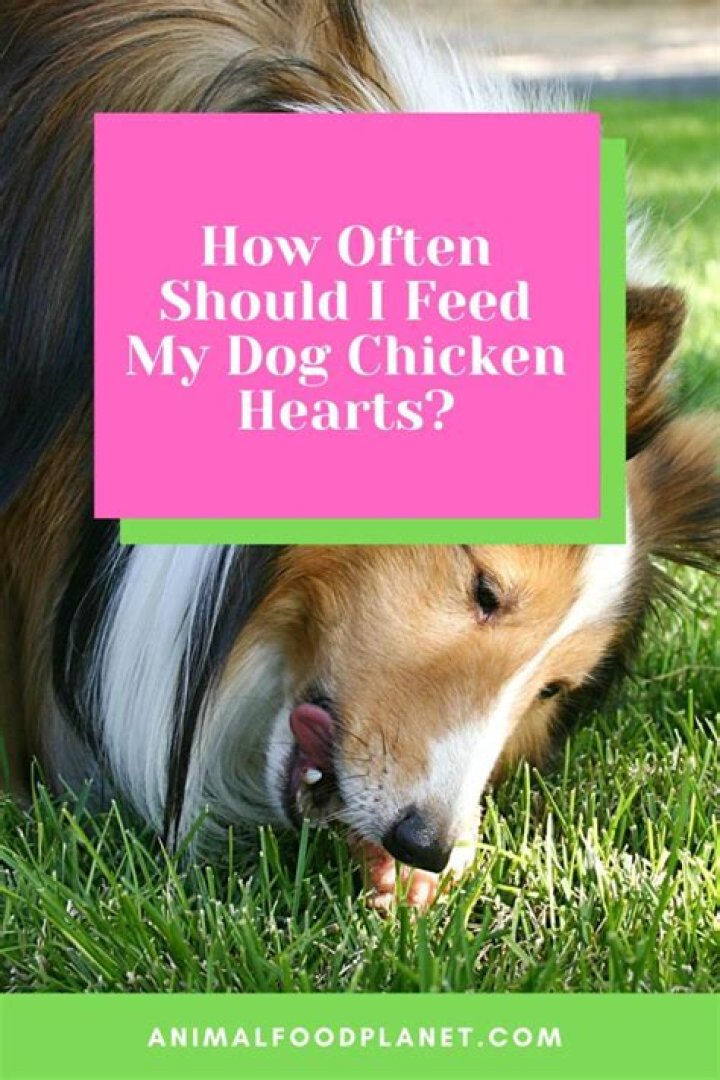 How often should I feed my dog chicken and rice