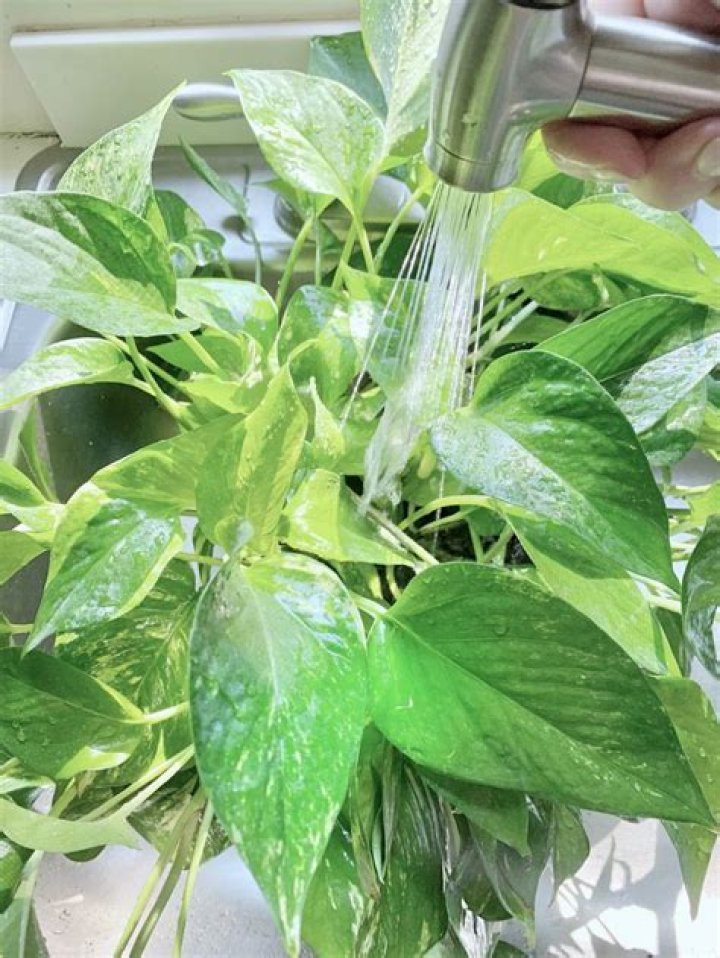 How often should I water a pothos plant