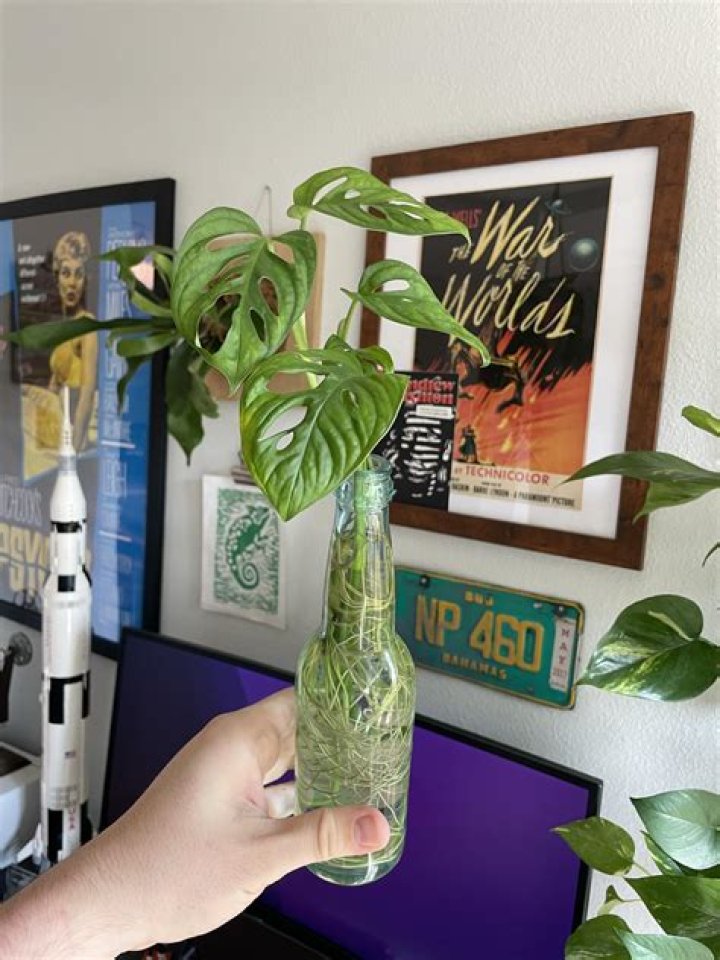 How often should you water a monstera plant