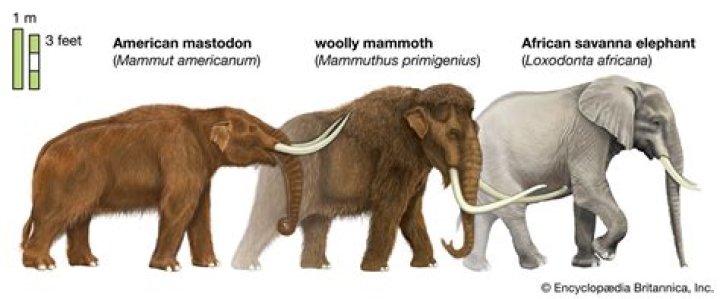 How old is mammoth ivory
