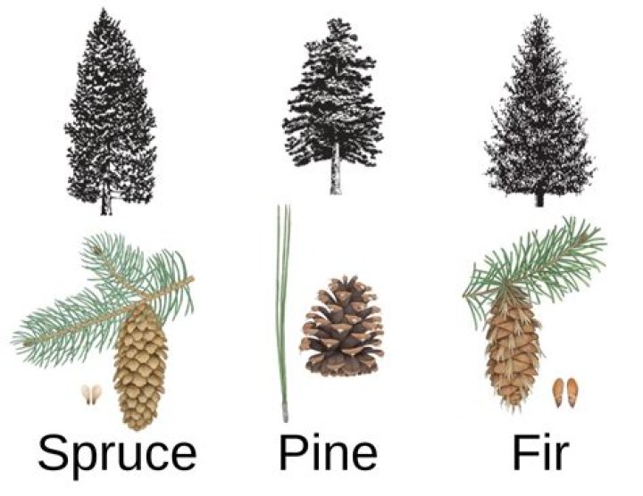 How tall do Fraser firs grow