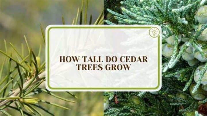How tall do white cedar trees grow