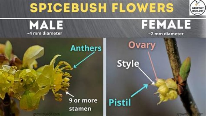 How tall does a spicebush get