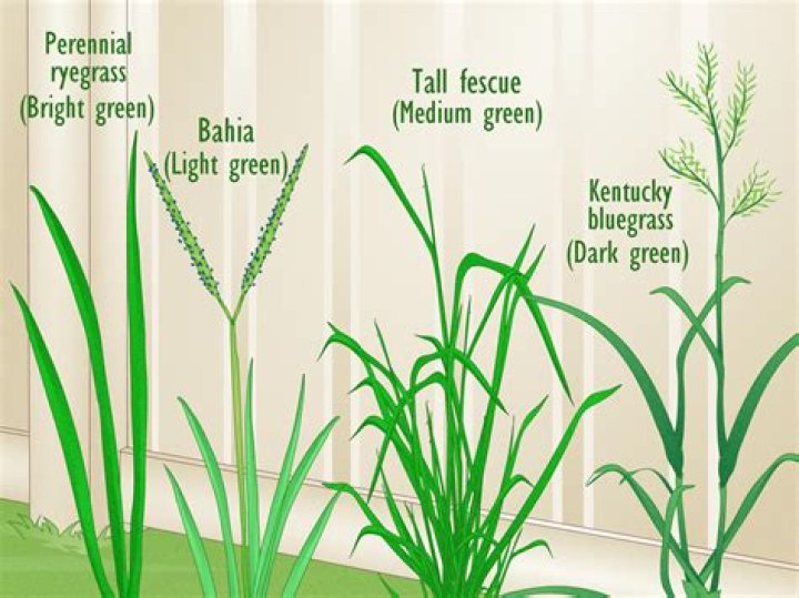 How tall does Miscanthus grass get