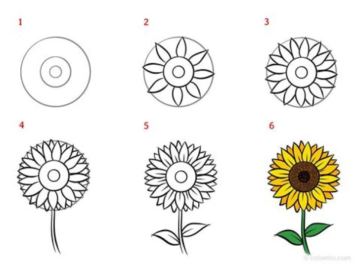 How To Draw A Sunflower