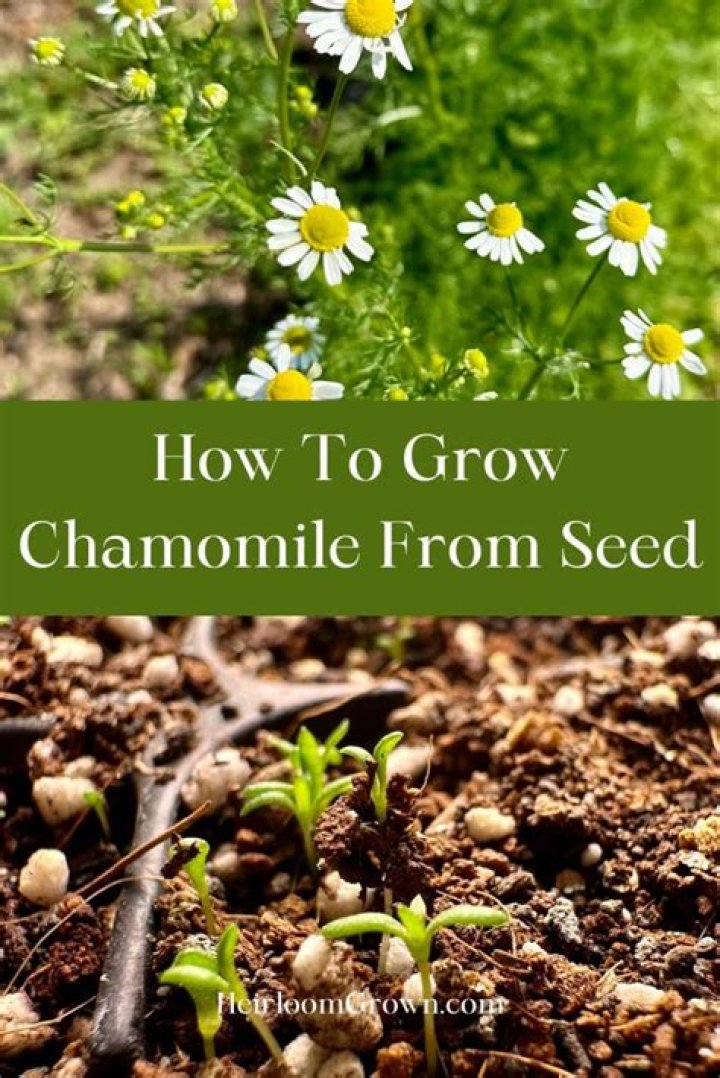 How to grow chamomile - How To Discuss