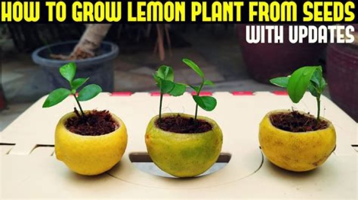 How to grow lemon tree from seed
