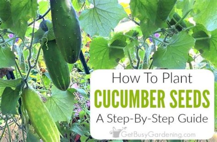 How to plant cucumber seeds
